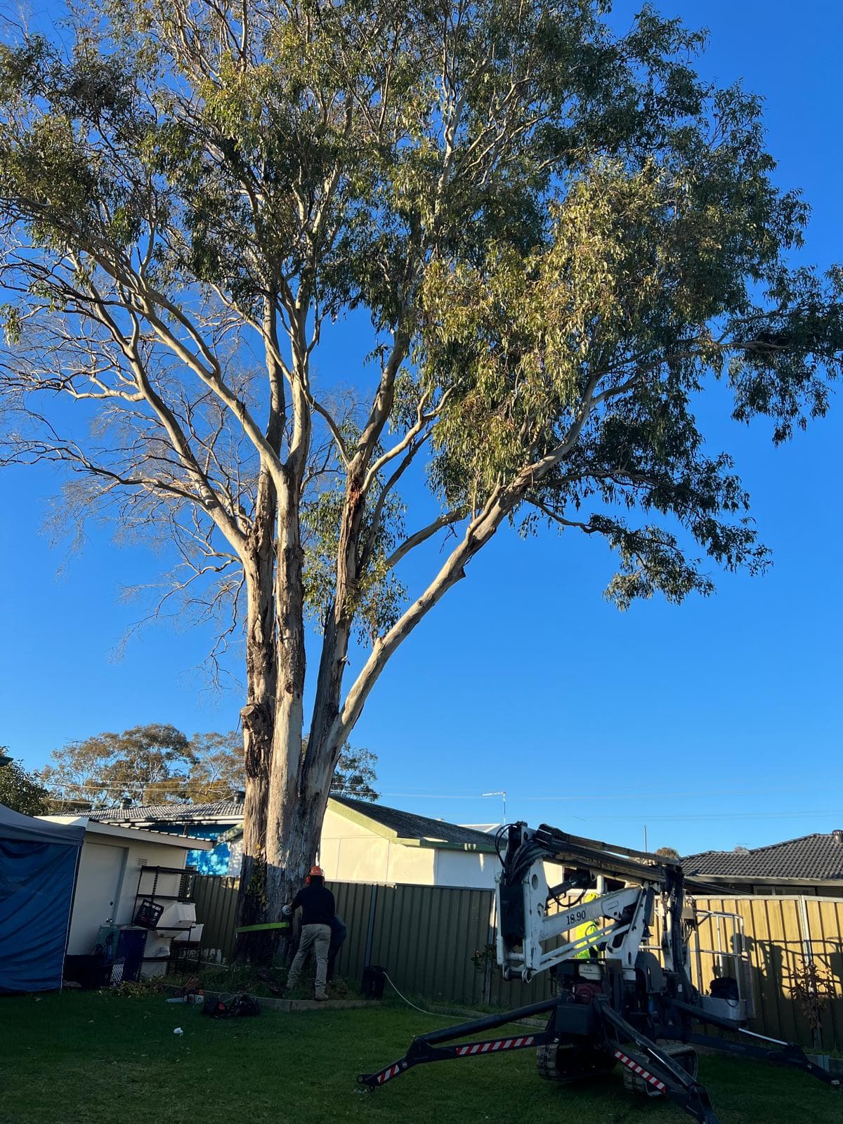 Tree removal equipment