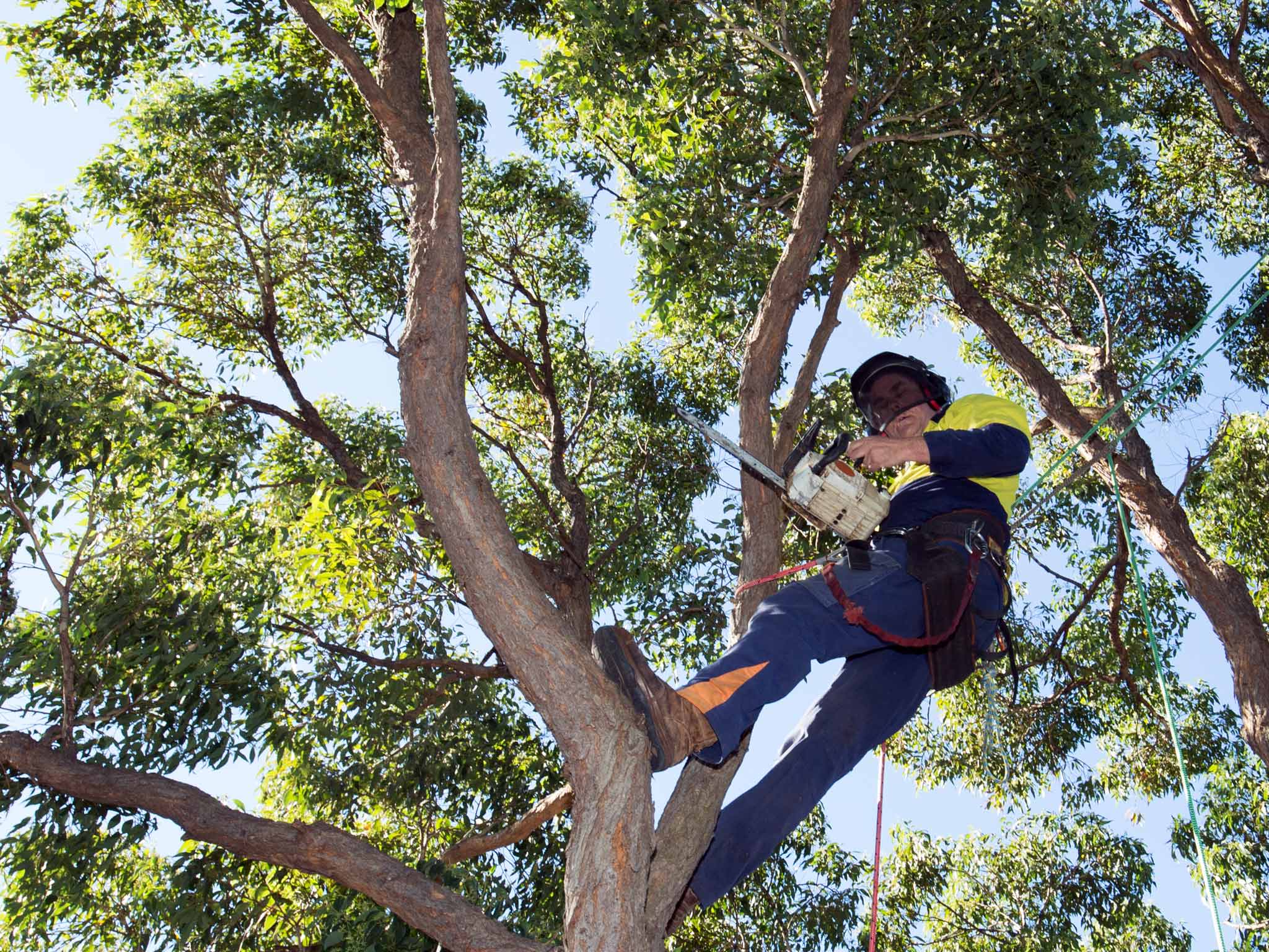 Tree Removal Regulations in Sydney: What Homeowners Need to Know