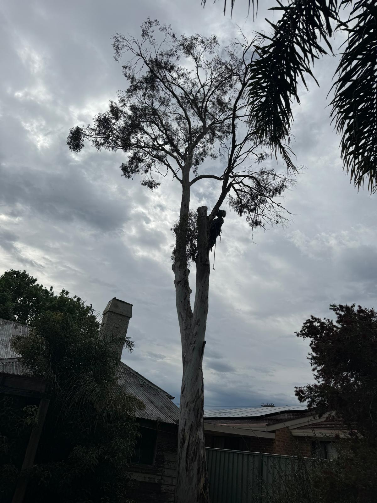 Controlled tree dismantling near a roofline in the Hunters Hill service area