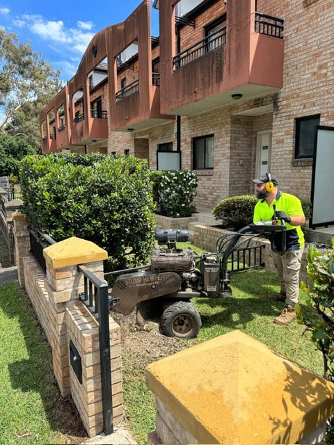 Townhouse stump grinding in the Five Dock service area