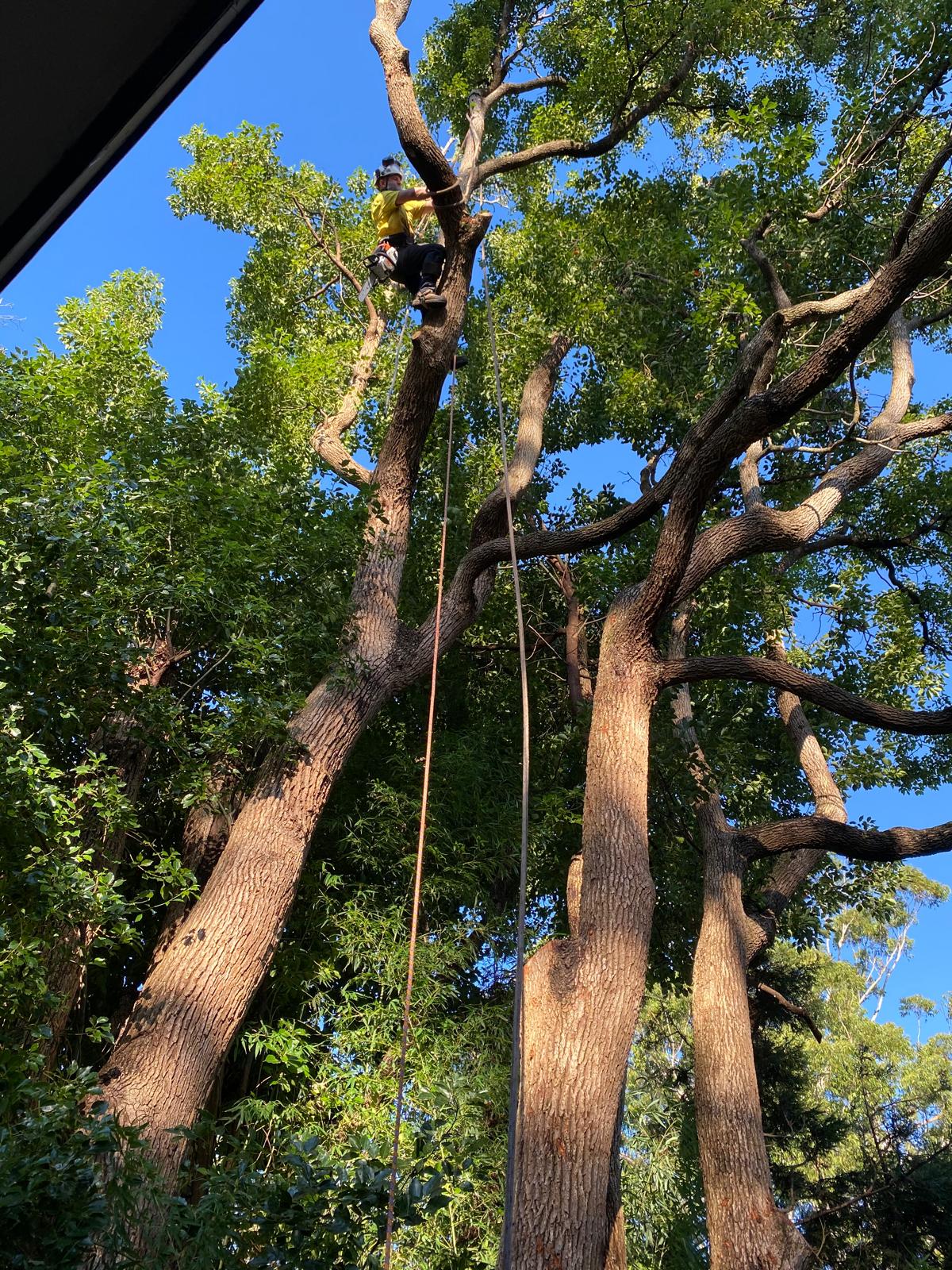 Mature canopy pruning in the Putney service area