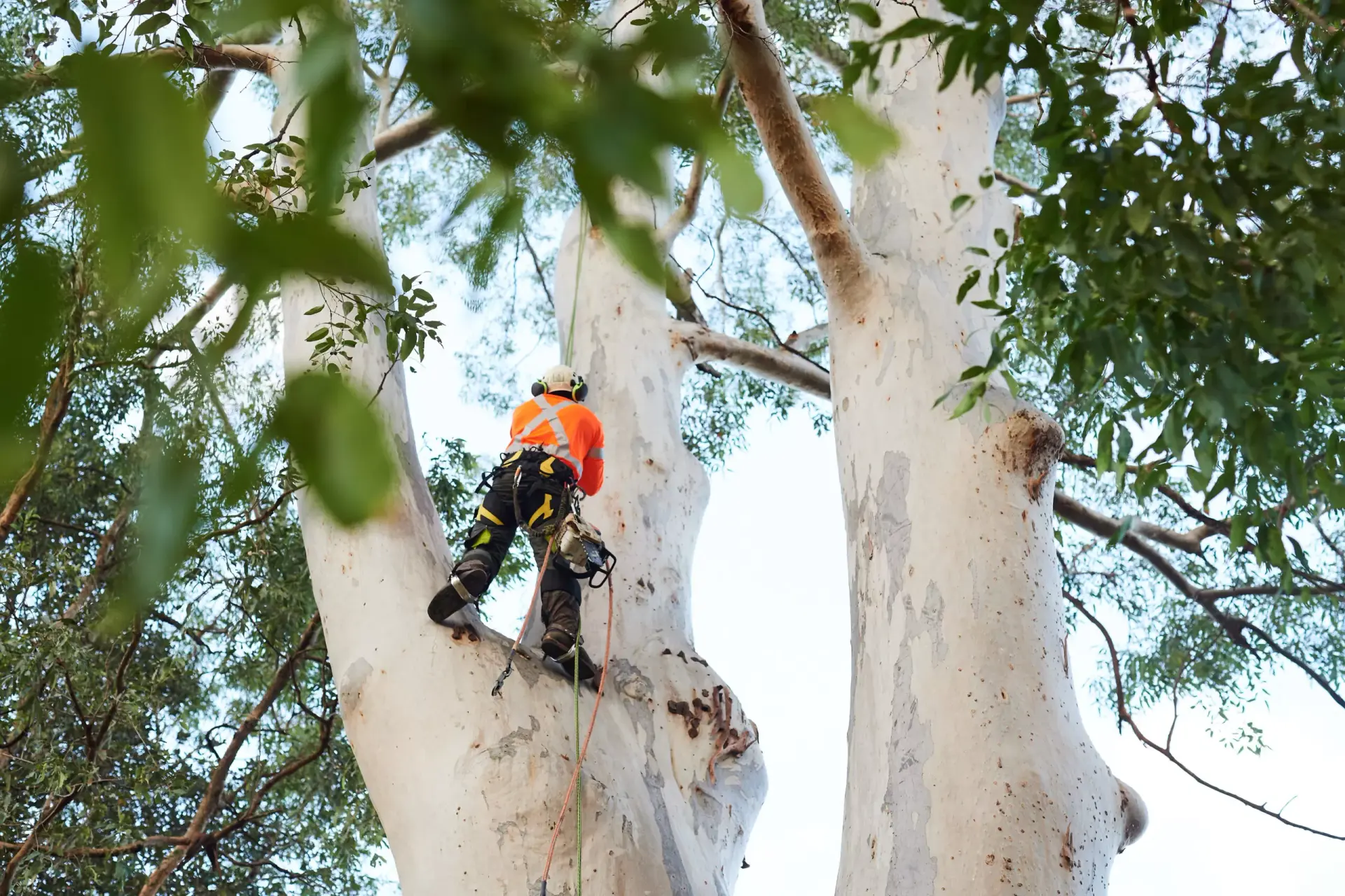 Local arborists providing professional tree services