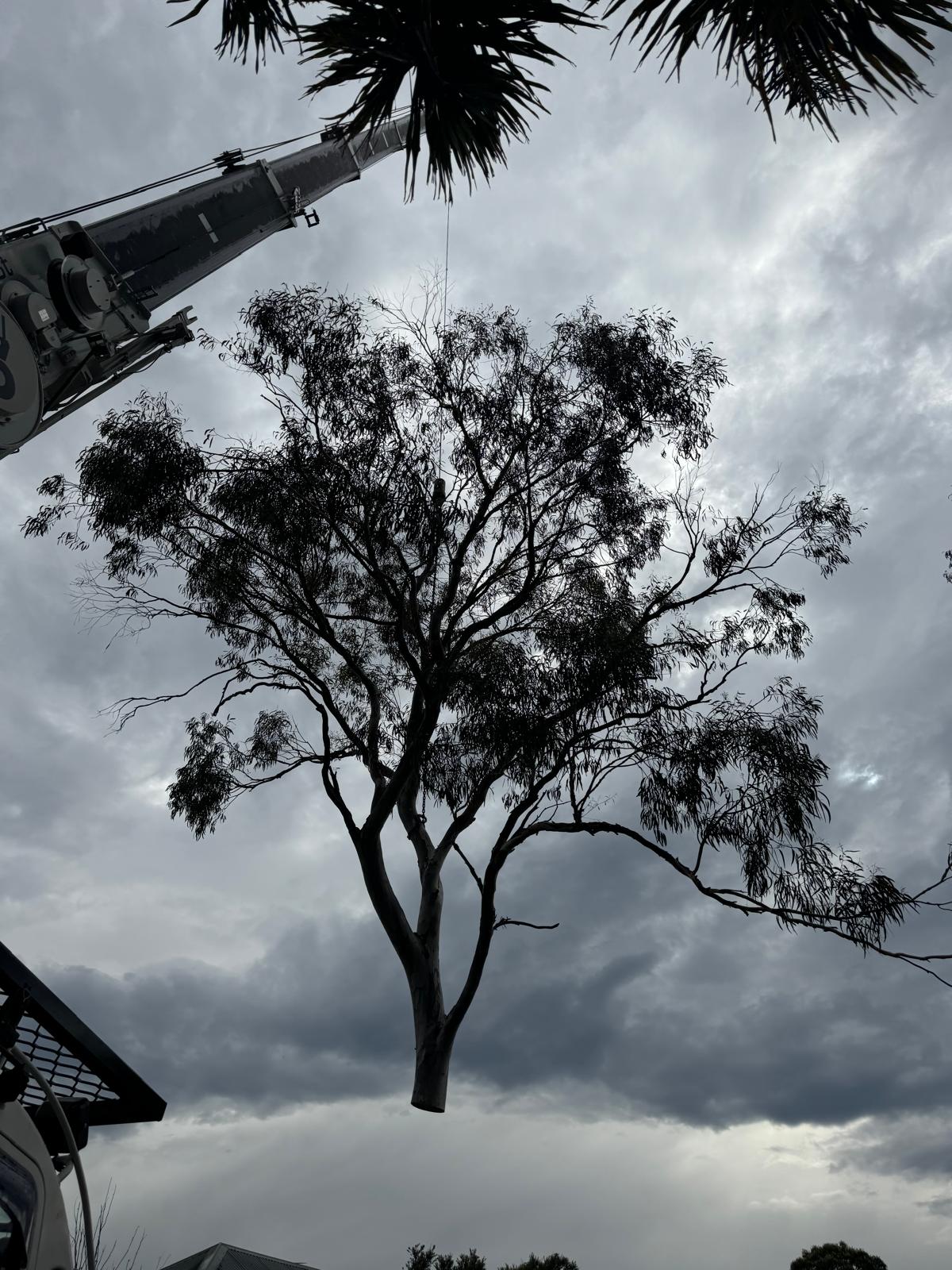 Treemendous Tree Care Sydney team working safely on a tree removal project