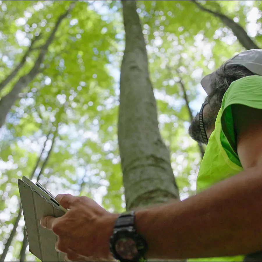 Professional Professional Arborist Services - Arborist Reports