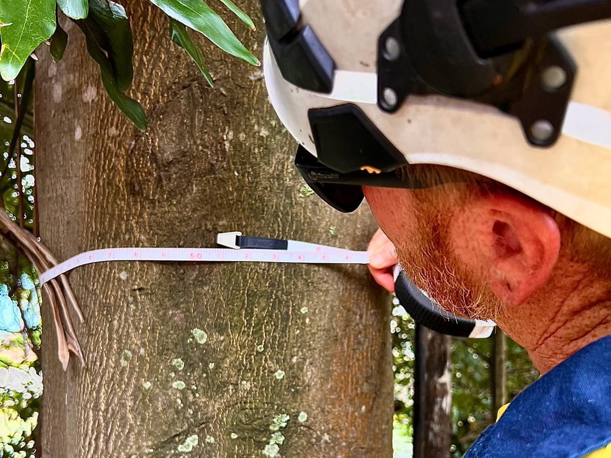 Arborist Services Sydney