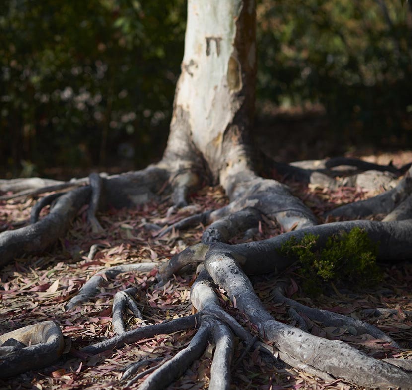 Root Management Solutions