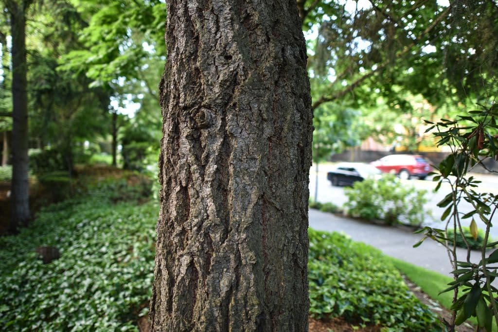 Professional Professional Arborist Services - Tree Health Care