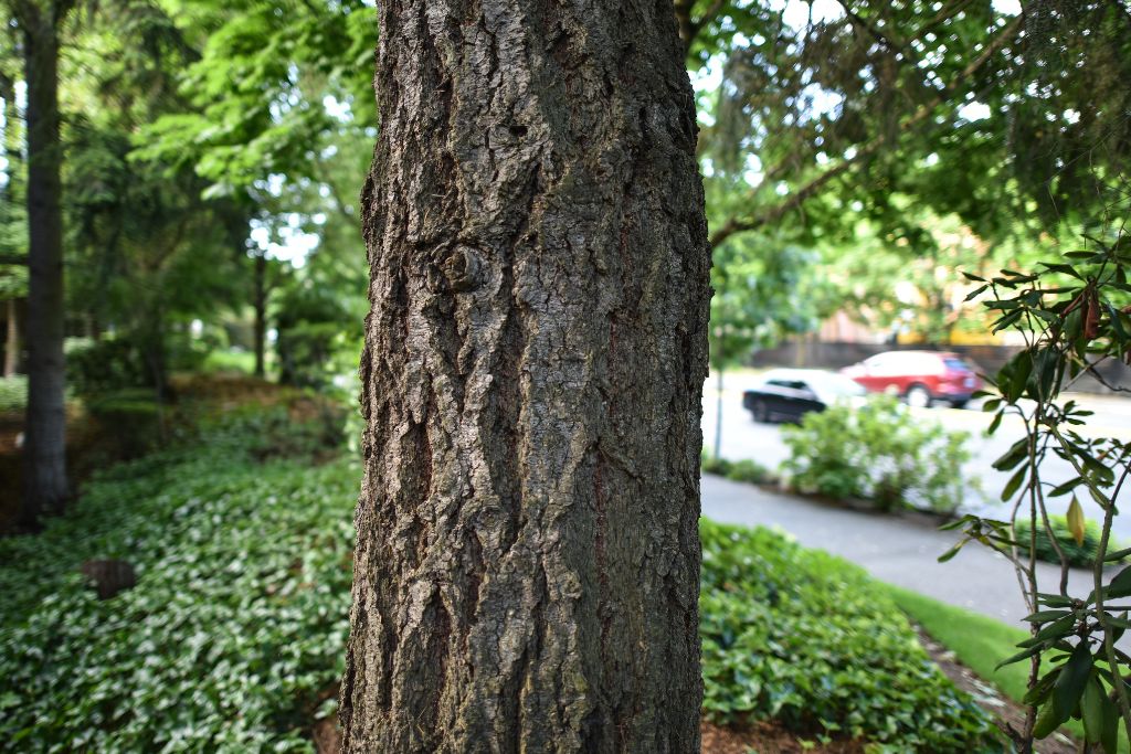 Tree Health Management