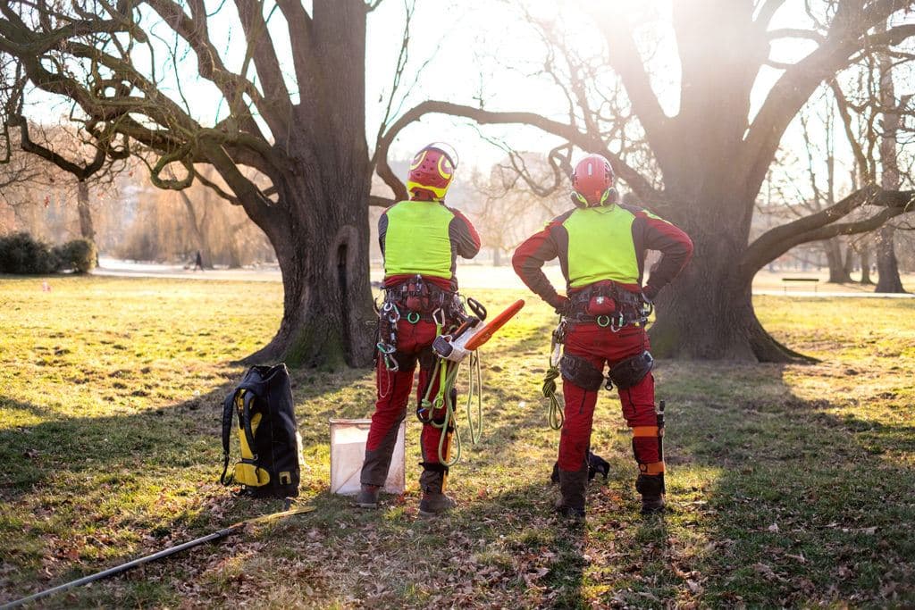 Tree Risk Assessments