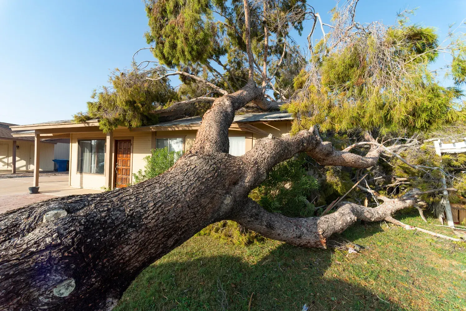 Emergency Tree Services Sydney
