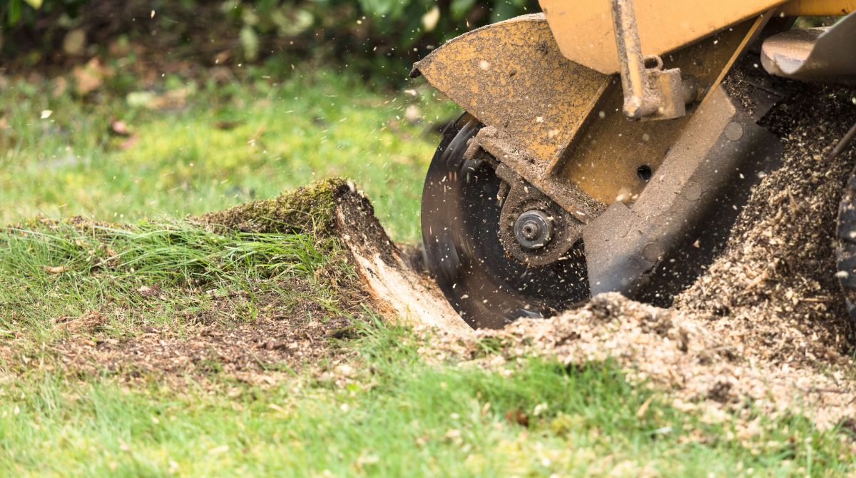 Professional Stump Grinding Across Sydney