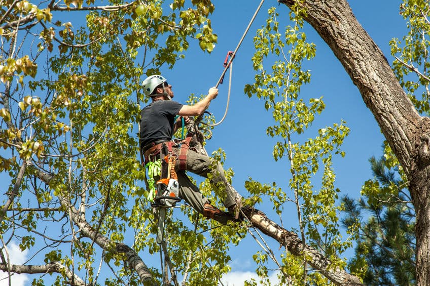 Professional Professional Tree Pruning Across Sydney - Canopy Thinning