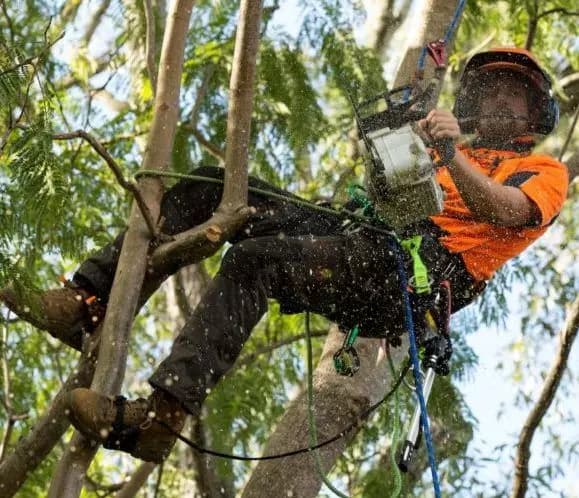 Professional Professional Tree Pruning Across Sydney - Crown Lifting