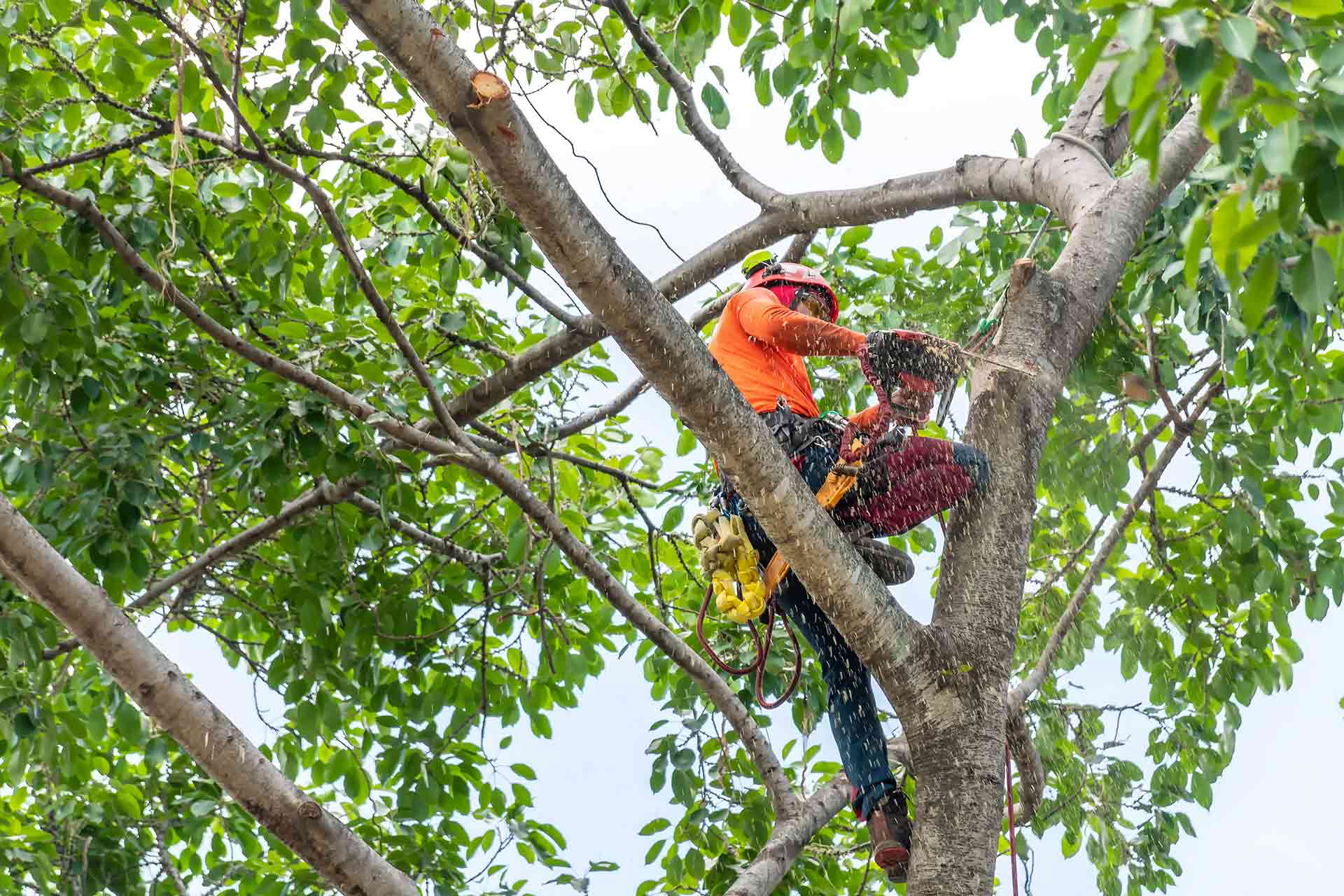 Professional Professional Tree Pruning Across Sydney - Crown Reduction