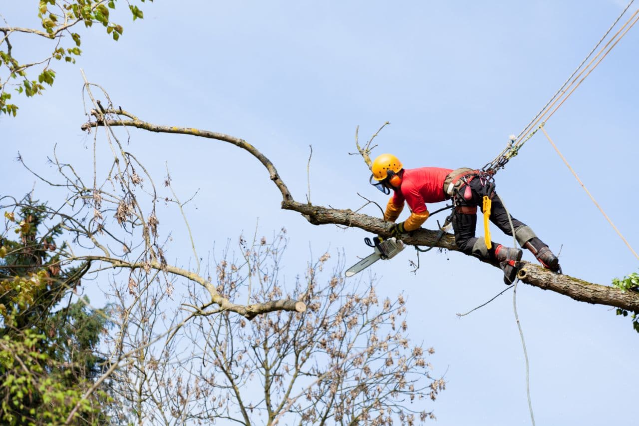 Professional Professional Tree Pruning Across Sydney - Deadwood Removal