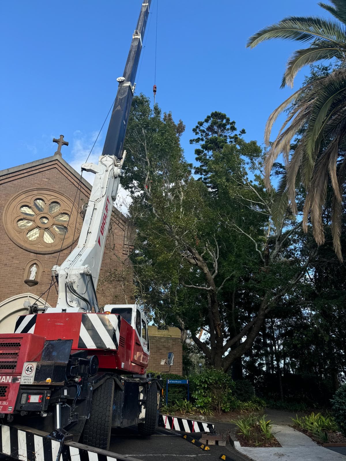 Professional Safe, Professional Tree Removal Across Sydney - Council Tree Removal