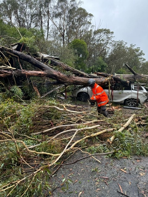 24/7 Emergency Tree Removal