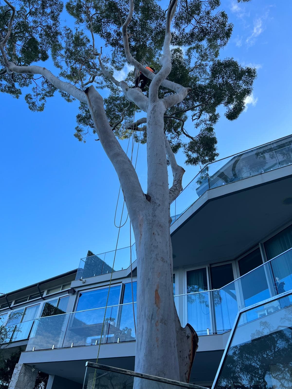 Professional Safe, Professional Tree Removal Across Sydney - Residential Tree Removal