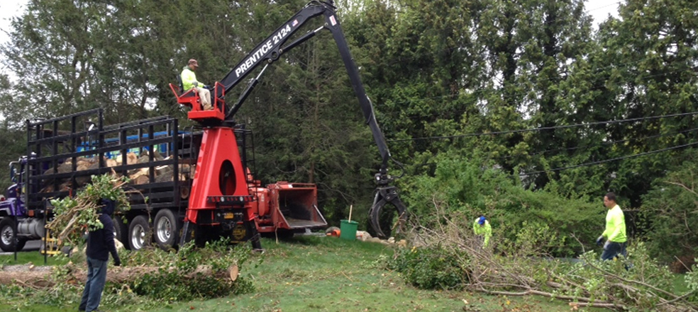 Tree Removing Services
Professional Tree Removal Services