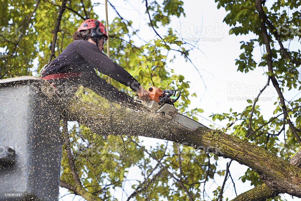 pruning your trees or tree pruning